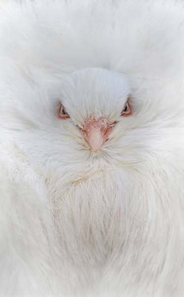 Photograph Reymundo Gerardo Lopez Garcia Bird on One Eyeland